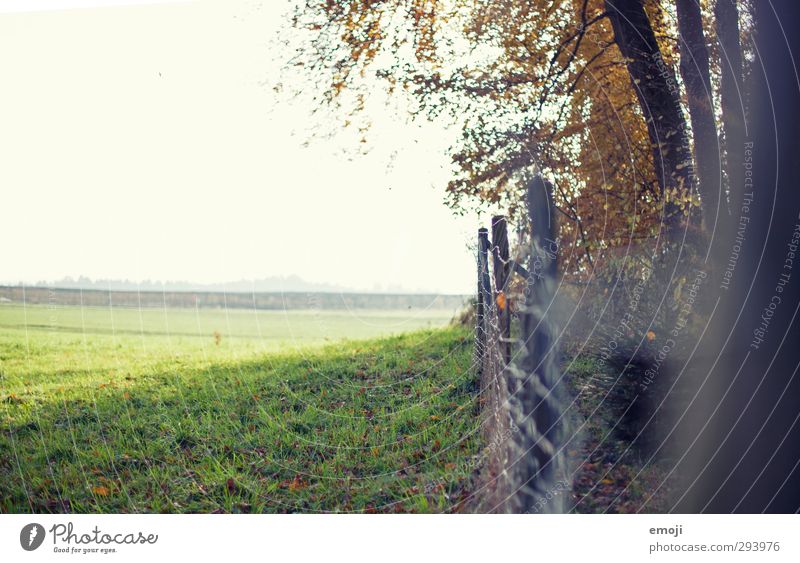 over there! Environment Nature Landscape Spring Summer Beautiful weather Field Natural Green Fence Colour photo Exterior shot Deserted Copy Space left Day