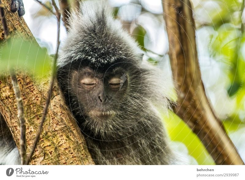 Monday cheerful! Vacation & Travel Tourism Trip Adventure Far-off places Freedom Virgin forest Wild animal Animal face Pelt Monkeys bonnet langurs Sleep