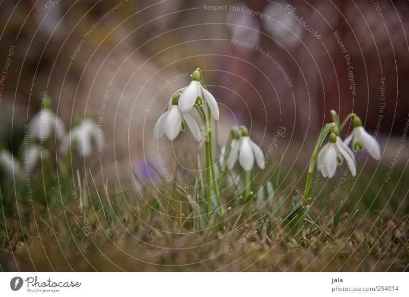 It's time... Environment Nature Plant Spring Flower Grass Snowdrop Garden Meadow Natural Beautiful Spring fever Anticipation Colour photo Exterior shot Deserted