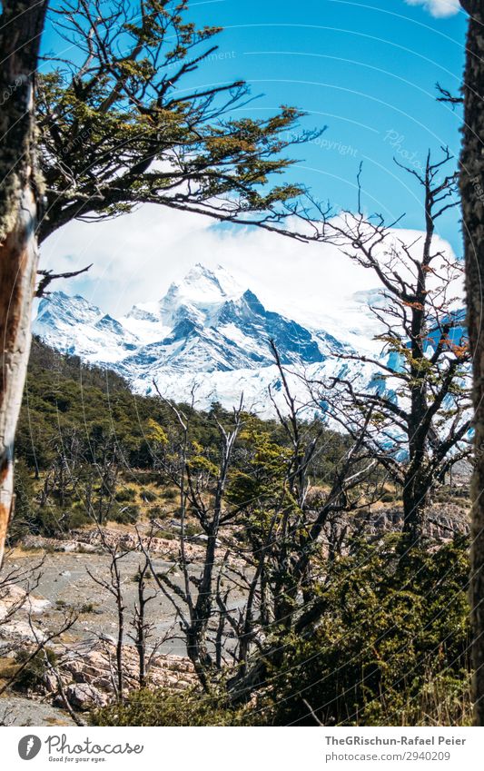 mountains Nature Blue Brown Green White Mountain Tree Forest Glacier Beach Hiking Vantage point Beautiful weather Argentina Patagonia Colour photo Exterior shot