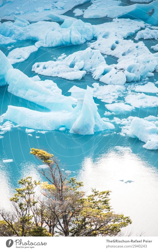 ice floes Nature Blue Turquoise White Lake Ice floe Tree Snow Perito Moreno Glacier Travel photography Vacation & Travel Discover Argentina Colour photo