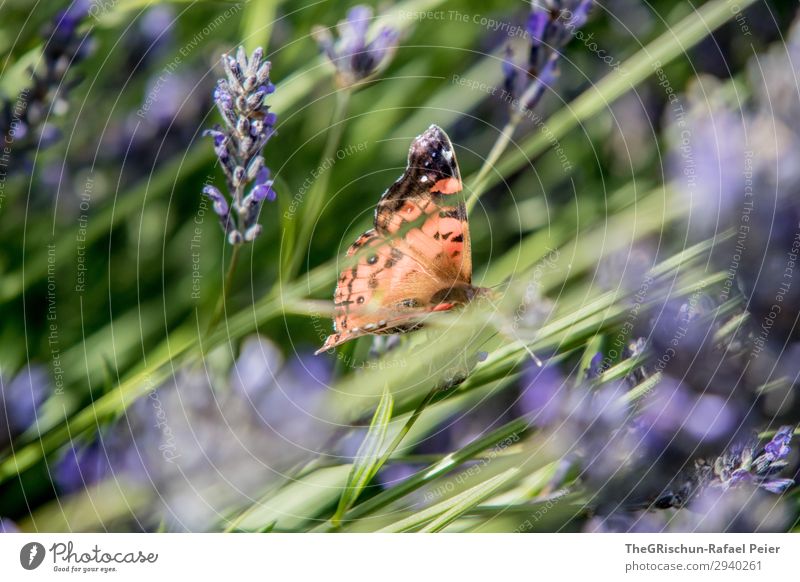 butterfly Animal 1 Blue Violet Butterfly Lavender Multicoloured Contrast Flower Fragrance Flying Free Easy Colour photo Exterior shot Deserted Copy Space left