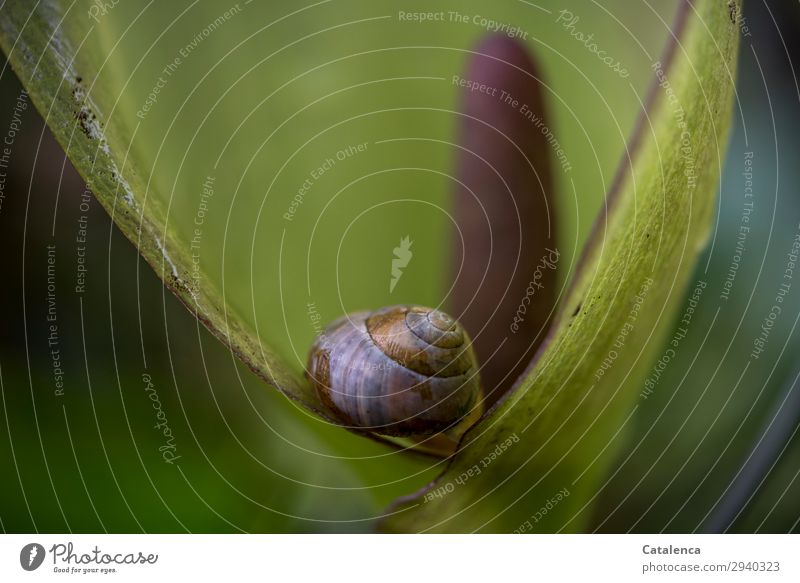 Snail and flower of arum stick Nature Plant Animal Drops of water Spring Leaf Blossom Cuckoo pint Garden Meadow Forest Crumpet 1 Snail shell Blossoming Lie