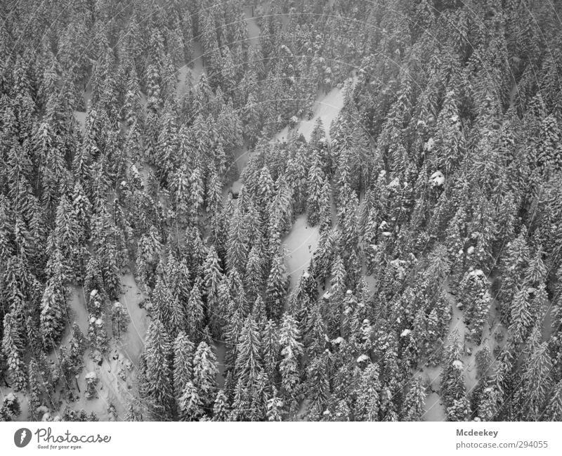 Above the trees, ai ai ai yes :) Nature Landscape Plant Winter Bad weather Fog Snow Snowfall Tree Forest Dark Cold Gray Black White Patch Attachment Multiple