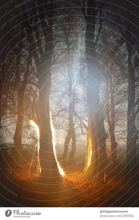 tree ghost Nature Landscape Autumn Tree Field Forest Sparkler Fire Exceptional Dark Creepy Blue Brown Yellow Black Fear Art Colour photo Exterior shot Abstract
