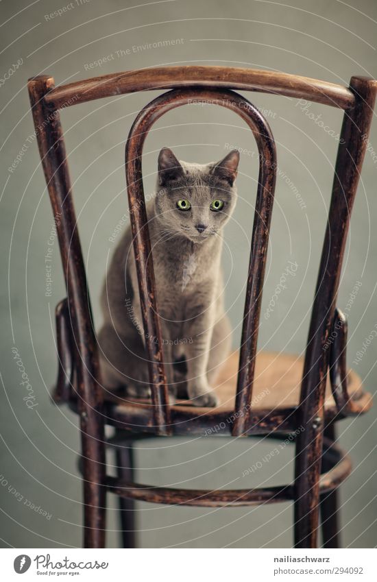 Bony Animal Pet Cat Animal face russian blue 1 Furniture Feces Ancient Wood Observe Discover Looking Sit Elegant Friendliness Happiness Cuddly Funny Natural