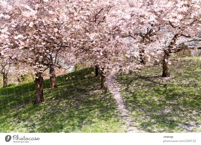 in full bloom Trip Nature Landscape Plant Spring Beautiful weather Tree Cherry blossom Cherry tree Park Meadow Blossoming Fragrance Fresh New Pink Emotions