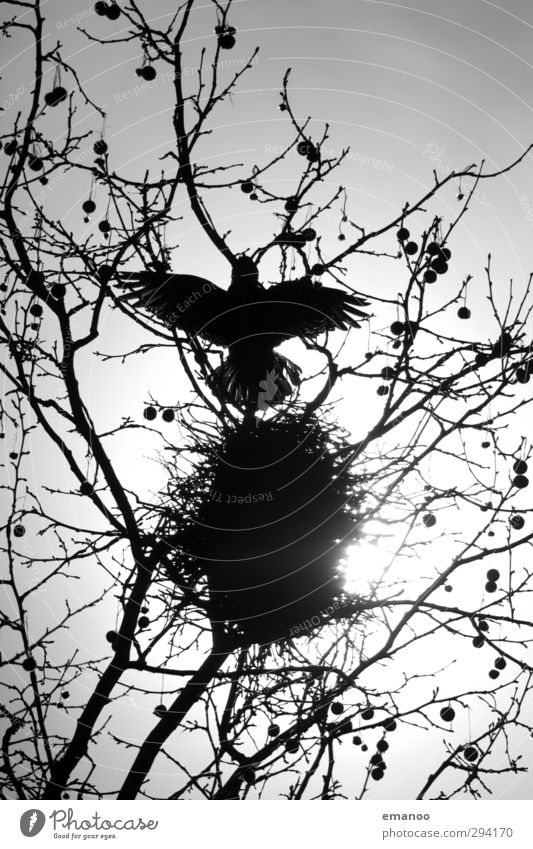 raven black Environment Nature Plant Animal Sky Sun Tree Bird Wing 1 Build Flying Threat Dark Smart Black Fear Death Crow Raven birds Carrion crow Nest