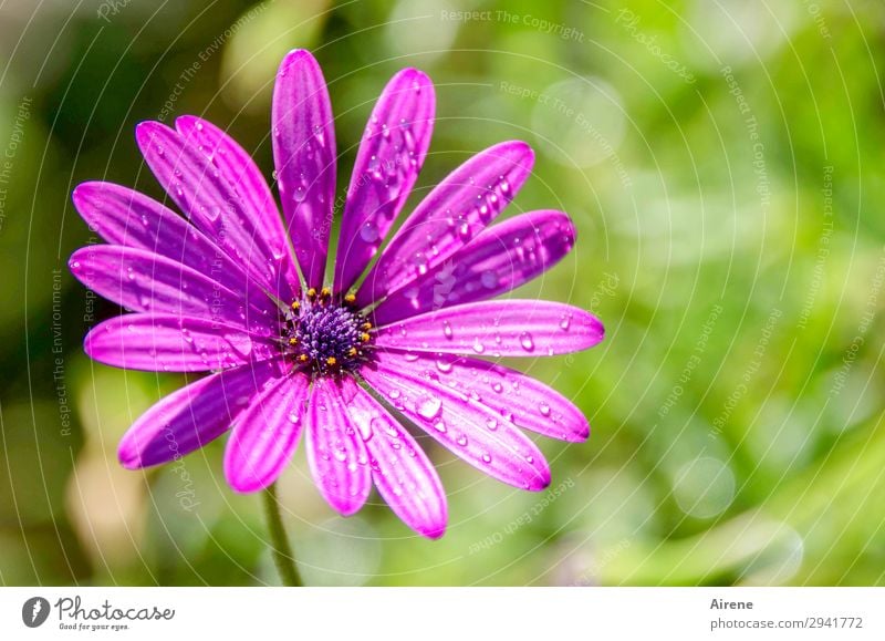 May rain makes you beautiful Plant Drops of water Flower Blossom Exotic Marguerite Daisy Family Garden Fresh Bright naturally Positive Green Violet Nature Pure