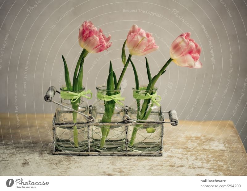 Still life with tulips Plant Flower Tulip Foliage plant Tin Bowl Box Bouquet Vase Wood Metal Fragrance Illuminate Old Happiness Natural Positive Beautiful