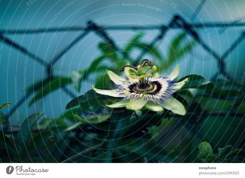 zaungast Plant Moon Summer Bushes Leaf Blossom Exotic Passion flower Garden Park Blue Green Beautiful Fence Wire netting fence Contrast Colour photo