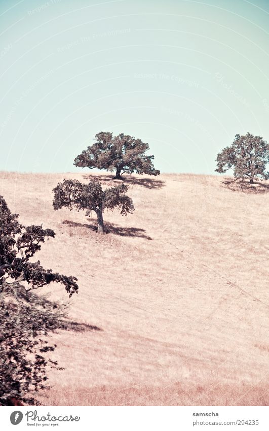freedom Summer Hiking Environment Nature Landscape Sky Meadow Hill Hot Natural Dry Warmth Adventure Tree California Shriveled Summery Summer's day Rural USA