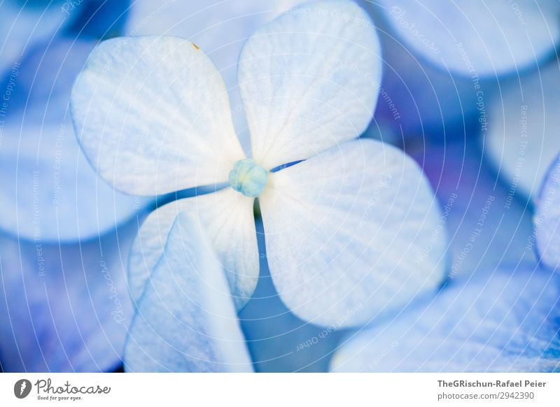 hydrangea Plant Blue White Violet Bluish Flower Detail Esthetic Color gradient Structures and shapes Hydrangea Colour photo Exterior shot
