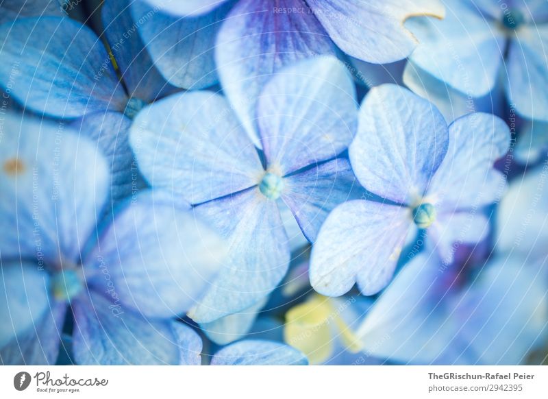 hydrangea Plant Blue White Hydrangea Blossom Flower Shallow depth of field Detail Macro (Extreme close-up) Structures and shapes Colour photo Exterior shot