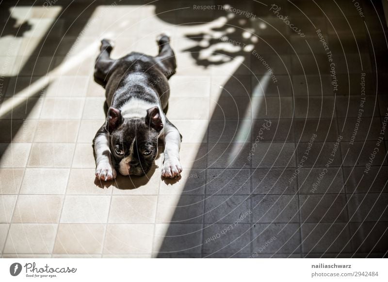 relaxation Lifestyle Living or residing Kitchen Animal Dog Puppy French Bulldog 1 Baby animal Floor covering Shadow Observe Relaxation Lie Sleep Small Funny
