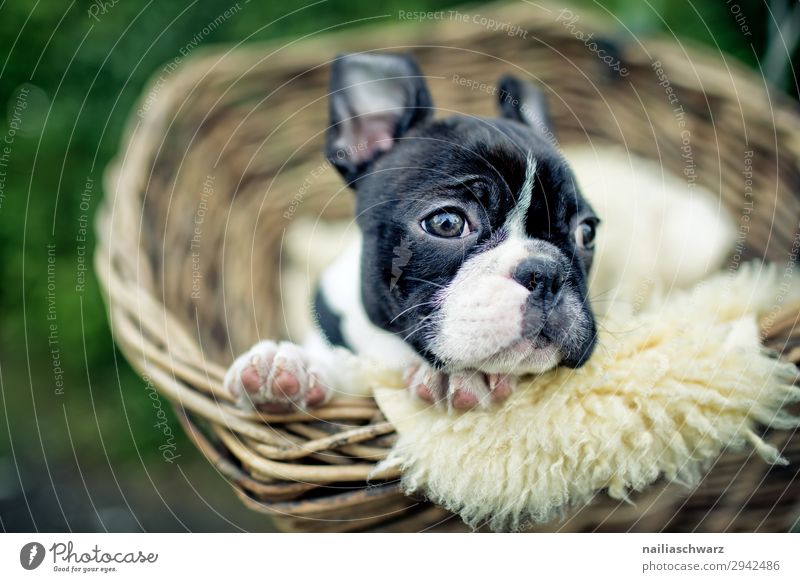 Boston Terrier Puppy Lifestyle Relaxation Calm Leisure and hobbies Vacation & Travel Tourism Trip Cycling Street Bicycle Animal Pet Dog Animal face