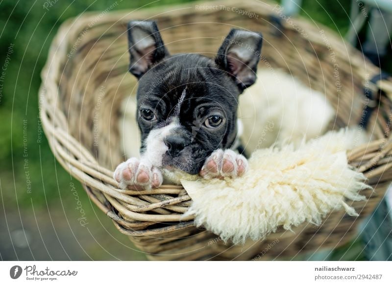 Boston Terrier Puppy boston terrier puppy female whelp small young cute sweet Lifestyle Relaxation Trip Bicycle Cycling Pet Dog Animal face French Bulldog