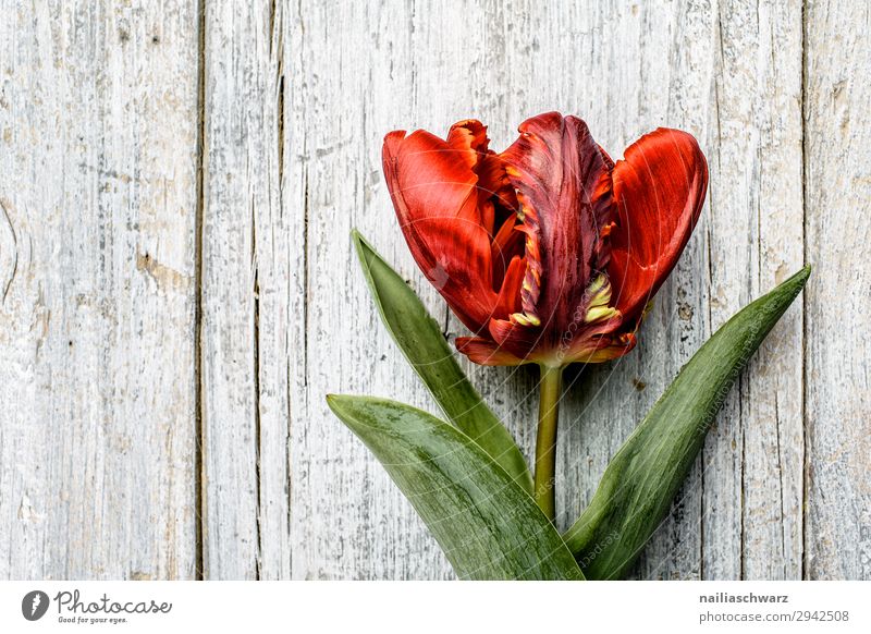 tulip Plant Flower Tulip Agricultural crop Garden Park Bouquet Wood Fragrance Simple Fresh Natural Gray Green Red Peaceful Purity Energy Idyll