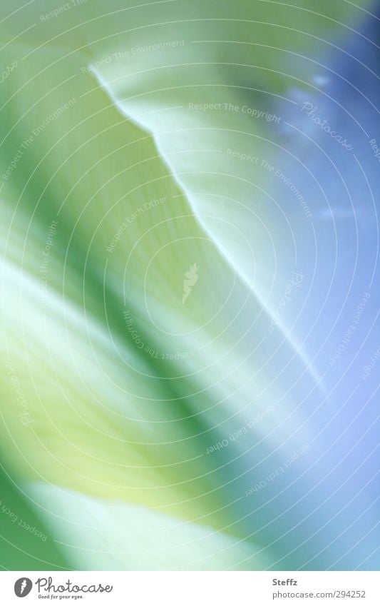soft flowering tulips Tulip Abstract Picturesque Flower Blossom Spring flower Tulip blossom Bright Romance Bright green Light green Delicate Play of colours