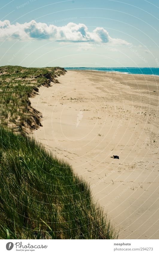 beach weather Landscape Sand Air Water Sky Clouds Spring Summer Autumn Beautiful weather Grass Coast Beach North Sea Dune Blue Gold Green Loneliness Deserted
