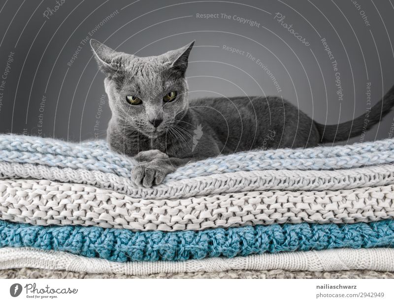 Russian Blue Cat Elegant - a Royalty Free Stock Photo from Photocase