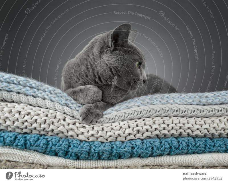 relaxation Lifestyle Elegant Relaxation Calm Knit Living or residing Flat (apartment) Animal Pet Cat russian blue 1 Ceiling Rope knitted blanket Observe Looking