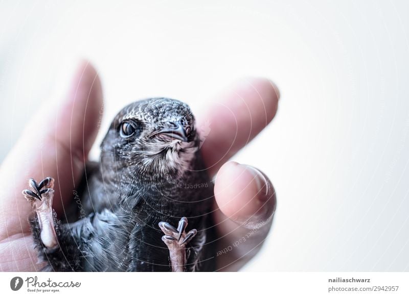Common Swift Summer Human being Hand Fingers Animal Wild animal Bird Animal face swifts Baby animal Observe To hold on Looking Healthy Small Curiosity Cute