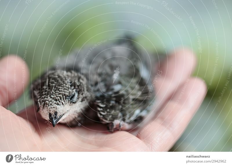 Swifts & Man Summer Hand Fingers 1 Human being Environment Nature Animal Bird Wing swifts Young bird Baby animal Relaxation To swing Sit Natural Soft