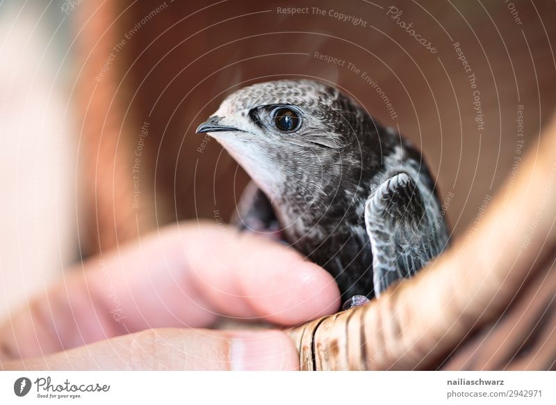 Common swift young bird Summer Human being Hand Fingers Animal Wild animal Bird Animal face Wing swifts 1 Baby animal Observe To hold on Crouch Looking Free
