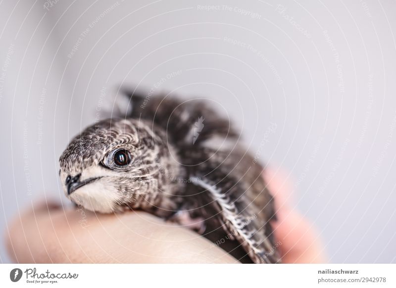 Common swift young bird Summer Hand Animal Wild animal Bird swifts 1 Baby animal Observe Discover Relaxation To hold on Communicate Looking Healthy Small