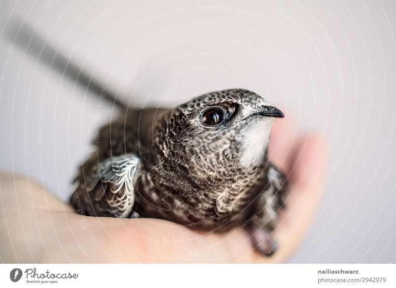 Common Swift Summer Hand Environment Nature Animal Farm animal Bird Animal face swifts 1 Baby animal Observe To hold on Looking Small Curiosity Cute Wild Trust