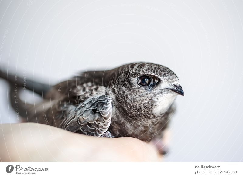 Common Swift Summer Hand Animal Wild animal Bird swifts Baby animal Observe To hold on Looking Growth Friendliness Natural Curiosity Cute Anticipation Trust