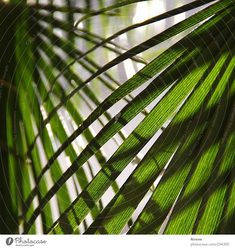 Las Palmas Vacation & Travel Summer Nature Plant Tree Leaf Foliage plant Palm tree Palm frond Colour Guide Reticular Fresh Natural Green Protection
