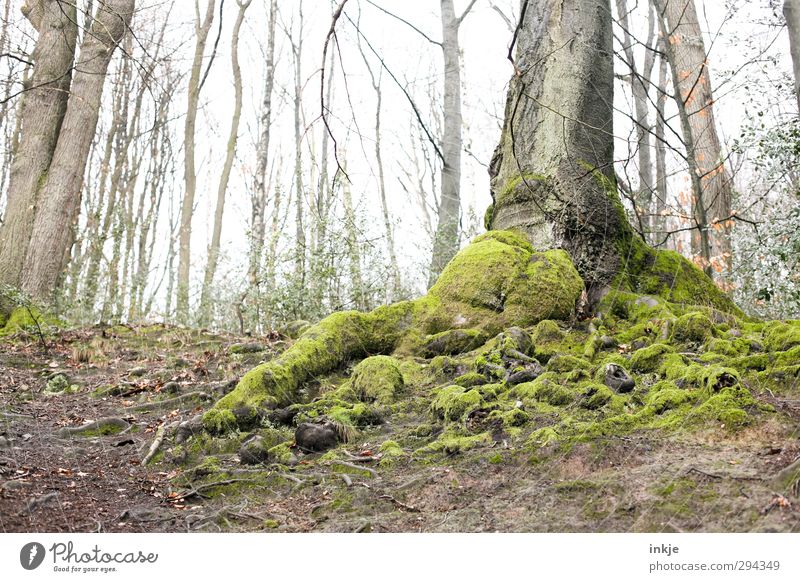 entrenched Environment Nature Landscape Elements Earth Autumn Weather Fog Tree Root formation Deciduous tree Moss Lichen Growth Old Fat Large Green Moody Rooted