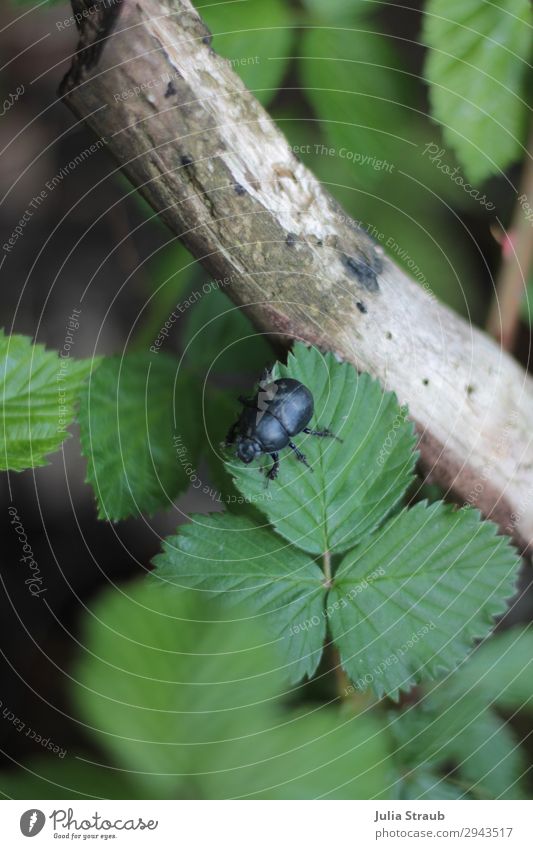beetle forest wood leaves Nature Summer Plant Branch Forest Beetle 1 Animal Crawl Wild Green Black Freedom Colour photo Exterior shot Day Bird's-eye view
