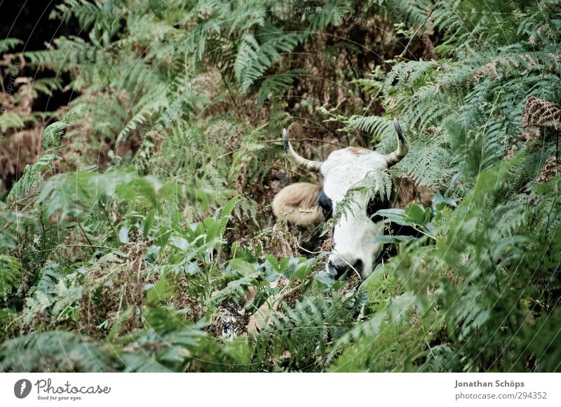 Corsica XXXVIII Cow Plant Exterior shot Livestock Antlers Head Green White Brown 1 Animal portrait Free-roaming Hiking Farm Hide Mask Scare Wild Fern Leaf