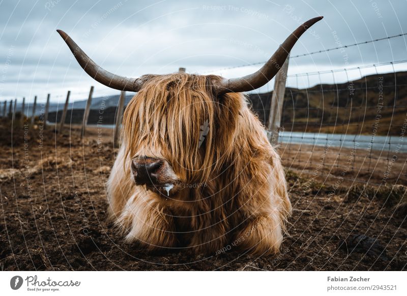 Scottish Highland Cattle Vacation & Travel Camping Nature Landscape Animal Clouds Spring Bad weather Farm animal Cow Highland cattle 1 Lie Exceptional Dirty