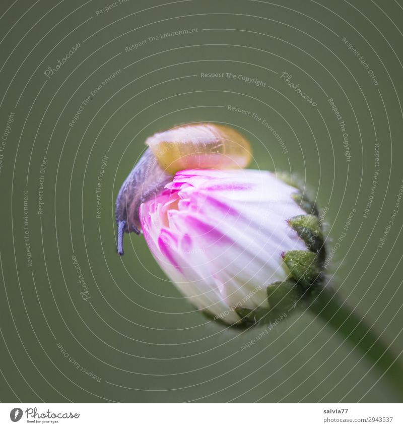baby snail Environment Nature Spring Plant Flower Blossom Daisy Meadow Animal Wild animal Snail Feeler 1 Small Lanes & trails Bud Discover Slowly Colour photo