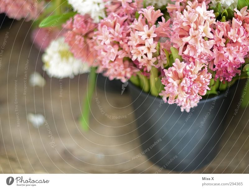 hyacinths Spring Flower Leaf Blossom Blossoming Fragrance Pink Hyacinthus Bouquet Sell Florist Bucket Vase Colour photo Multicoloured Close-up Deserted