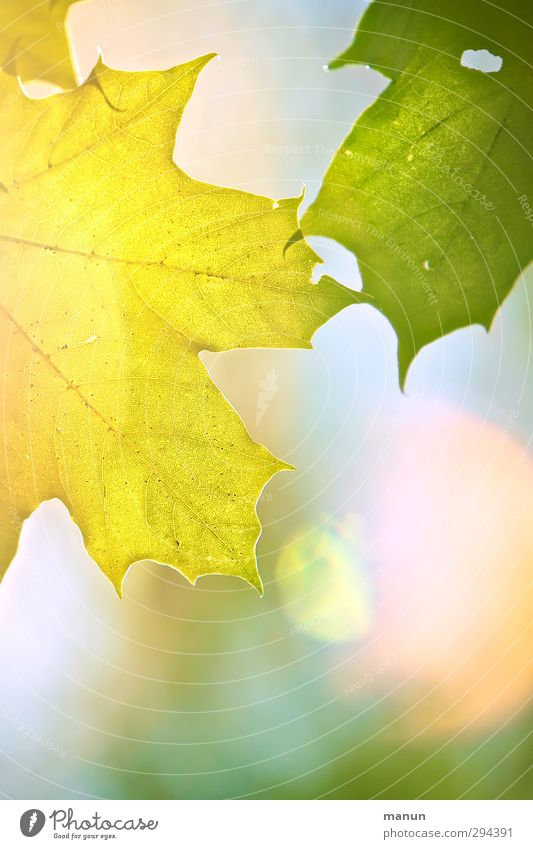 sunlight Nature Spring Summer Autumn Beautiful weather Leaf Maple leaf Bright Natural Positive Warmth Yellow Colour photo Exterior shot Deserted