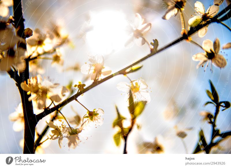 Mirabelle plum blossom in back light Nature Plant Tree Agricultural crop Wild plant Jump Blossom White Yellow plum Back-light Spring Bright Sun Fruit trees