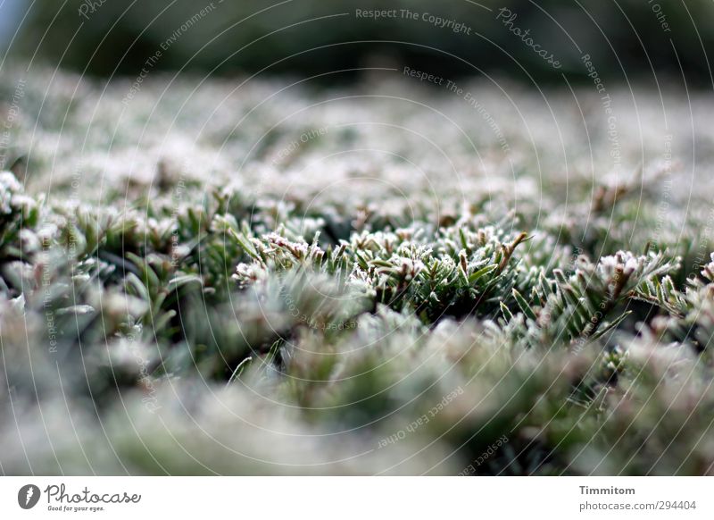 Frost points. Nature Plant Winter Ice Hedge Simple Cold Natural Green White Emotions Frozen Hoar frost Colour photo Subdued colour Exterior shot Close-up