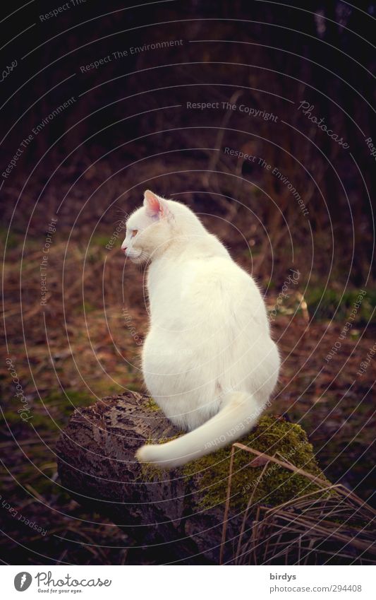 white cat on a tree trunk Nature Cat 1 Animal Looking Sit Esthetic naturally Positive pretty Brown White Calm Serene Contentment Colour photo Subdued colour