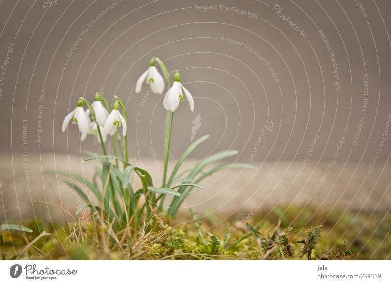 snowdrops Environment Nature Plant Spring Flower Moss Leaf Blossom Snowdrop Esthetic Natural Spring fever Colour photo Exterior shot Deserted Copy Space right