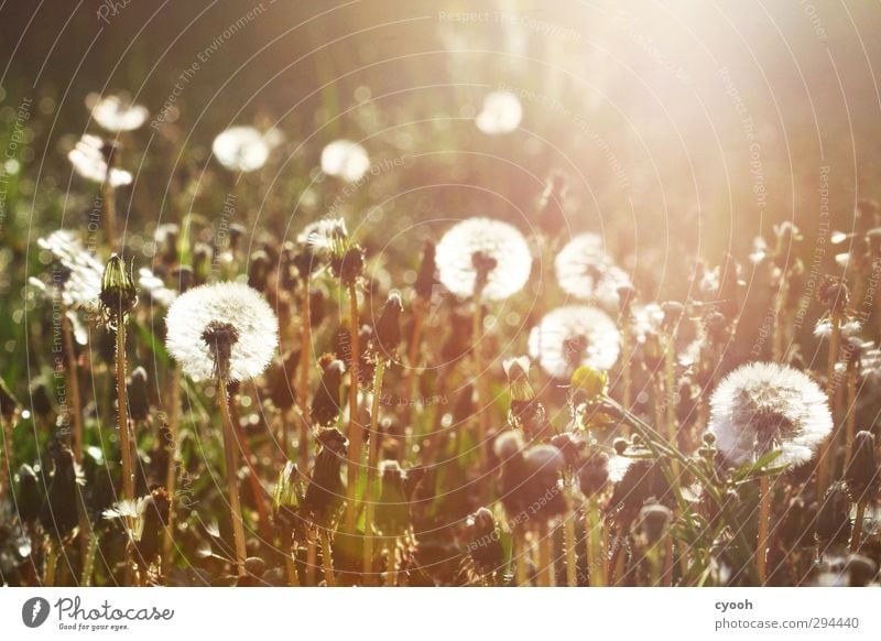 PustFlowersMeadow Nature Plant Sunrise Sunset Sunlight Spring Summer Autumn Beautiful weather Warmth Drought Grass Blossom Garden Park Blossoming Flying