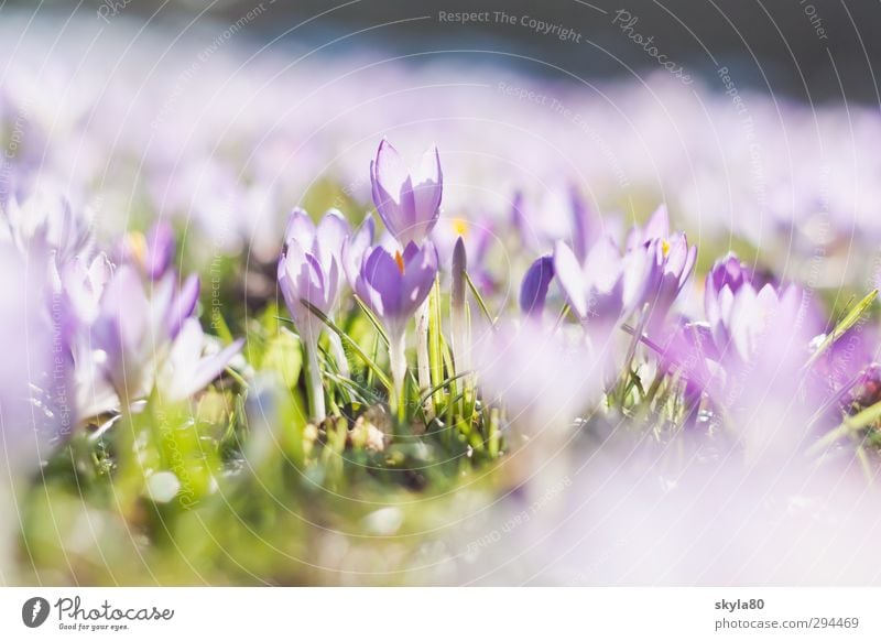 spring fever Meadow flowers croquettes Violet Nature Plant Garden Bud Wake up Fresh Delicate Pastel tone Spring flower Spring crocus Spring day Wild plant Grass