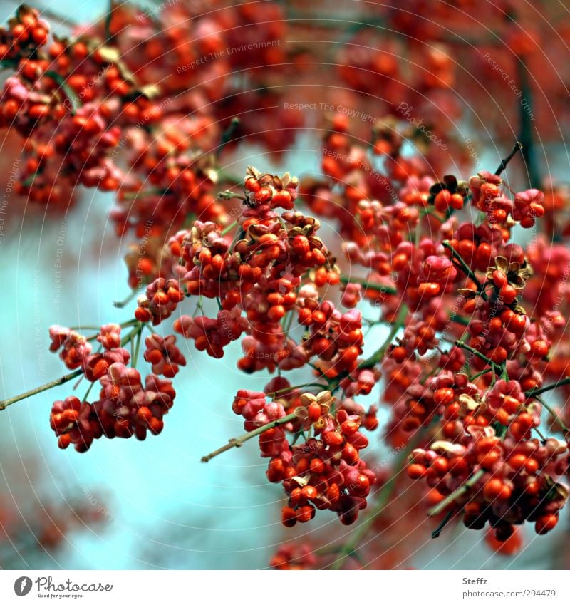 rowan berries full Rawanberry Common spindle Rowanberry Berries red berries Robin Bread Berry bush Wild plant Red Bushes Twig Birdseed naturally Many Multiple