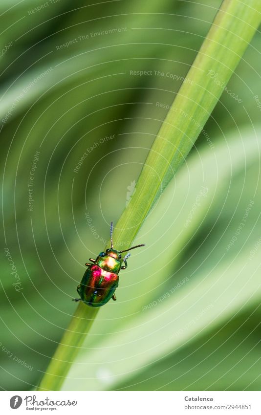 Oval eye leaf beetle crawling along a blade of grass Nature Plant Animal Spring Grass Leaf Blade of grass Garden Meadow Beetle Oval-eyed leaf beetles Insect 1