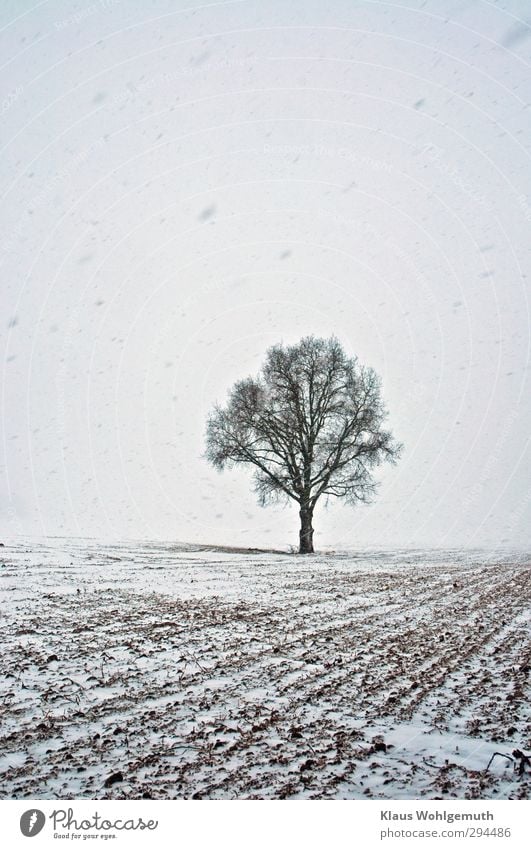 Quercus, Solitary oak tree isolated from its environment by the snowstorm . Environment Nature Landscape Plant Winter Bad weather Ice Frost Snow Snowfall Tree
