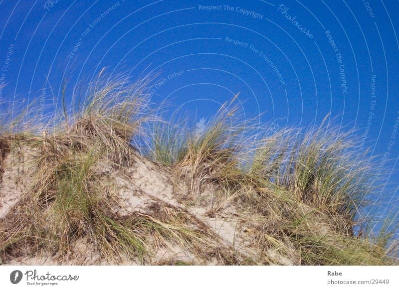 Texel 2003 Ocean Netherlands Grass Beach North Sea Island Beach dune Sand Marram grass Cloudless sky